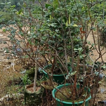 蓝莓苗