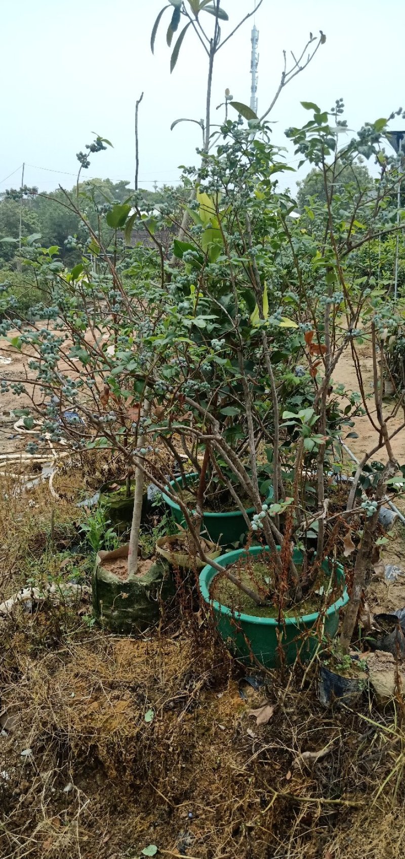 蓝莓苗