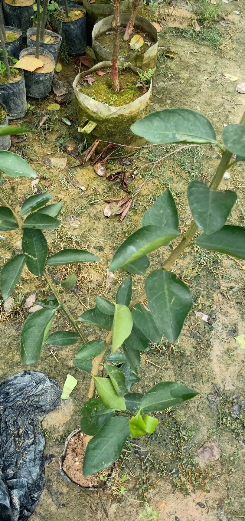 无籽柠檬苗