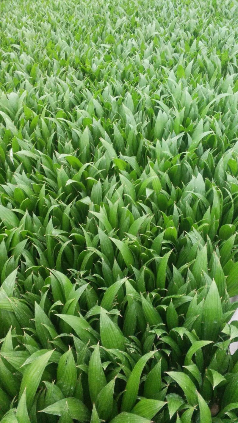 【精品蒲葵】棕榈植物园林绿化品种丰富欢迎进店选购