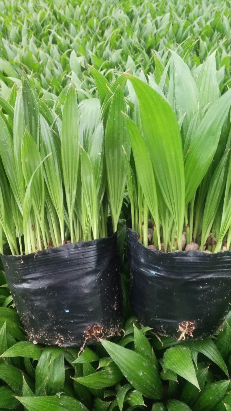 【精品蒲葵】棕榈植物园林绿化品种丰富欢迎进店选购
