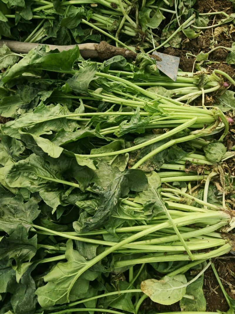 急售波菜