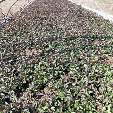 甜茶小水苗，杜梨小水苗