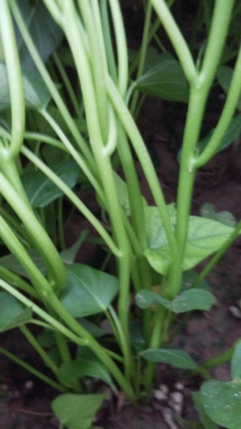 商薯19红薯苗