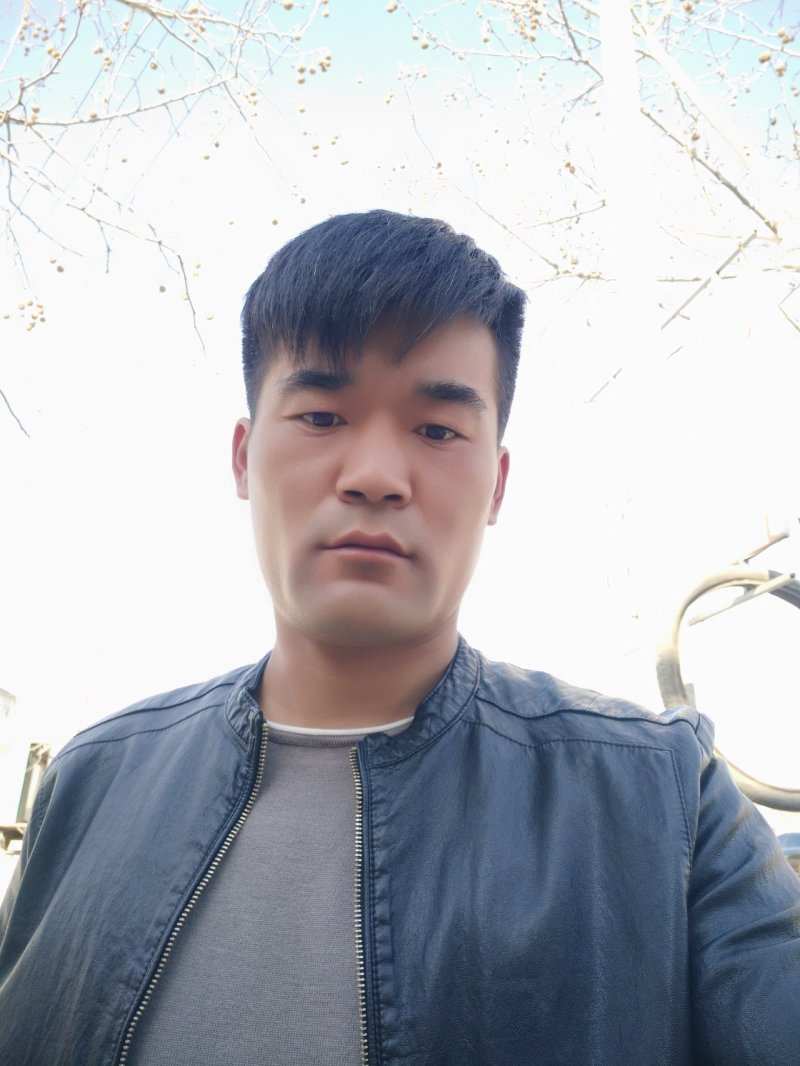 商薯19红薯苗