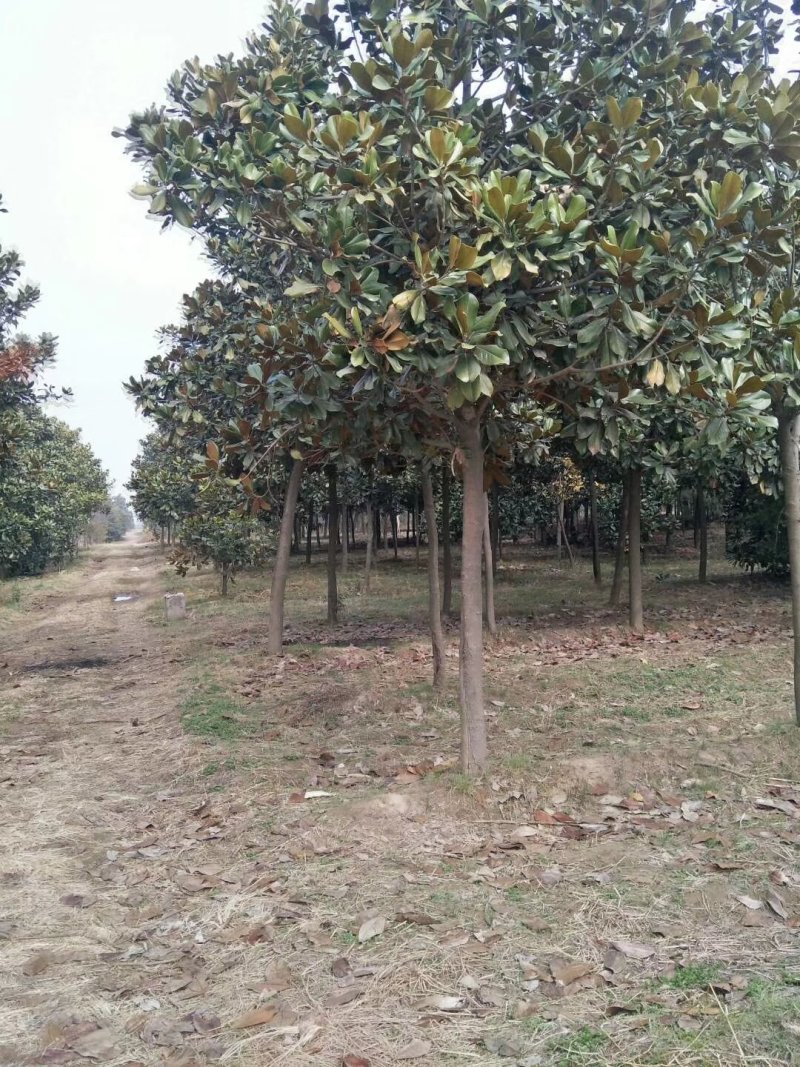 大量供应各种规格10--20公分广玉兰，价格低
