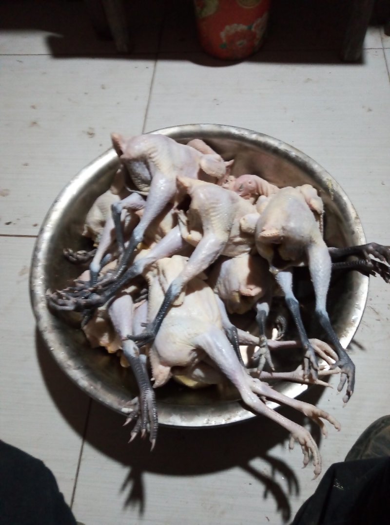 鲁西北散养两年老母鸡，现杀现卖，黄皮黄油，正宗农家货。