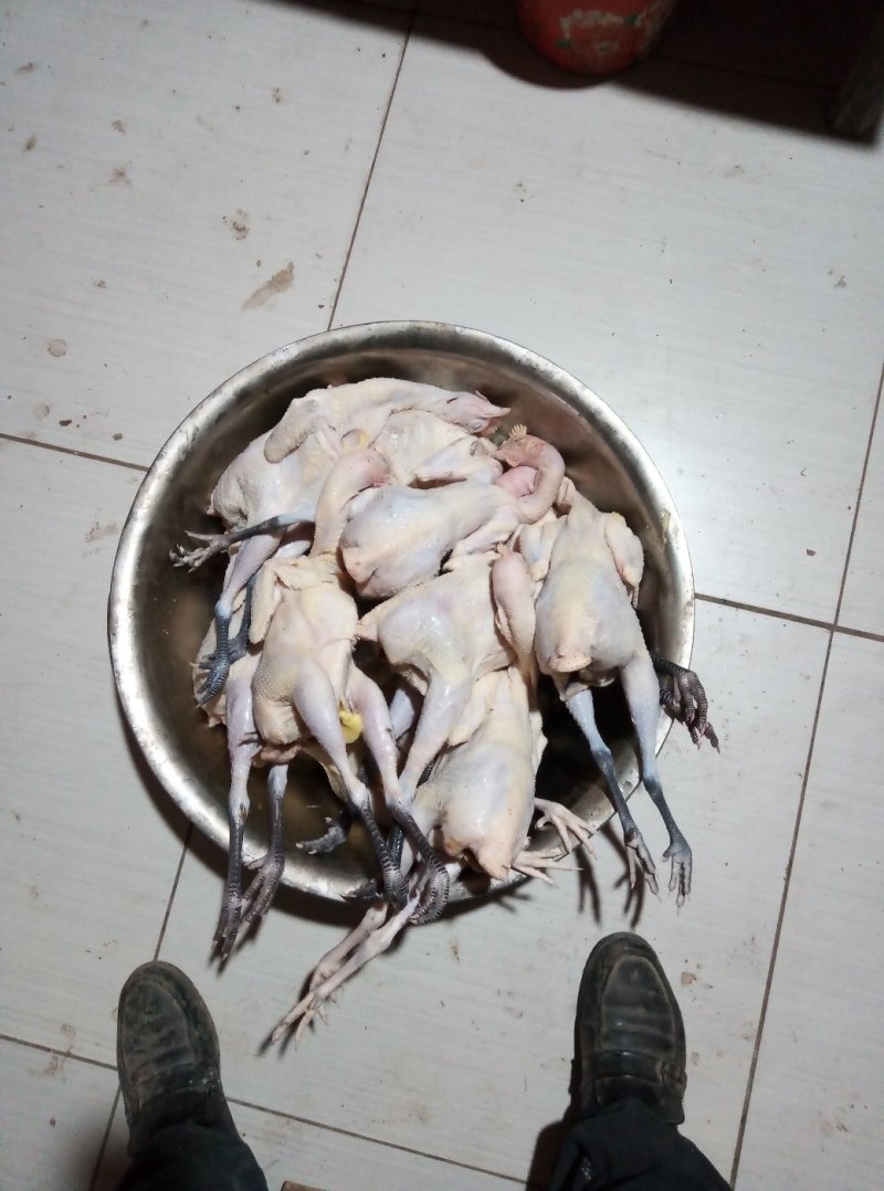 鲁西北散养两年老母鸡，现杀现卖，黄皮黄油，正宗农家货。