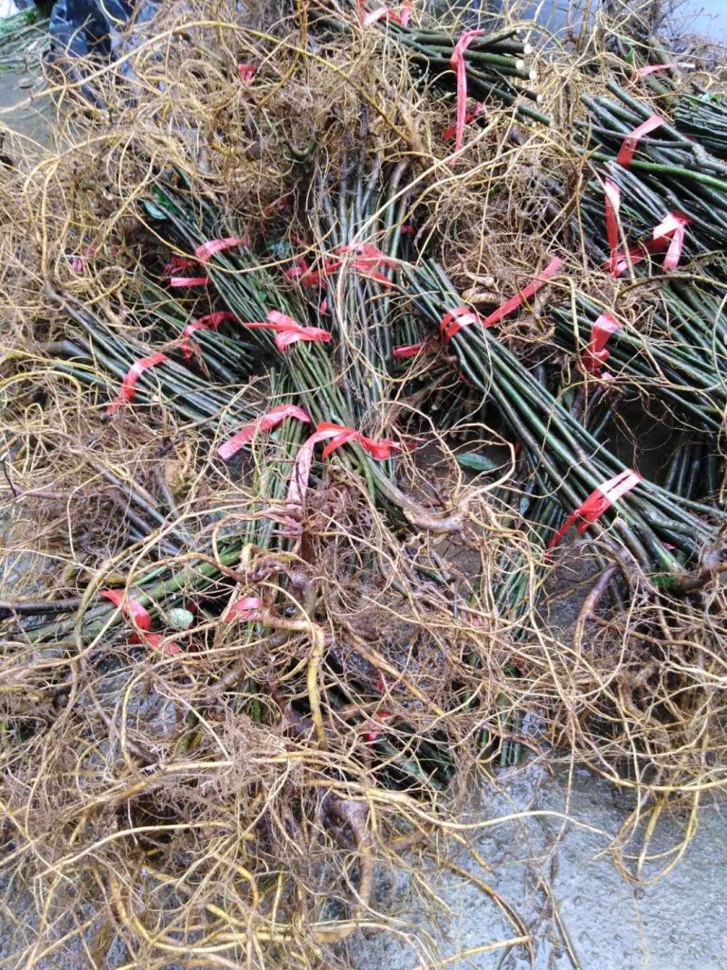 野生白花牛奶根苗