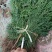 侧柏小苗现货供应高度50-80公分基地大量出售