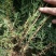侧柏小苗现货供应高度50-80公分基地大量出售