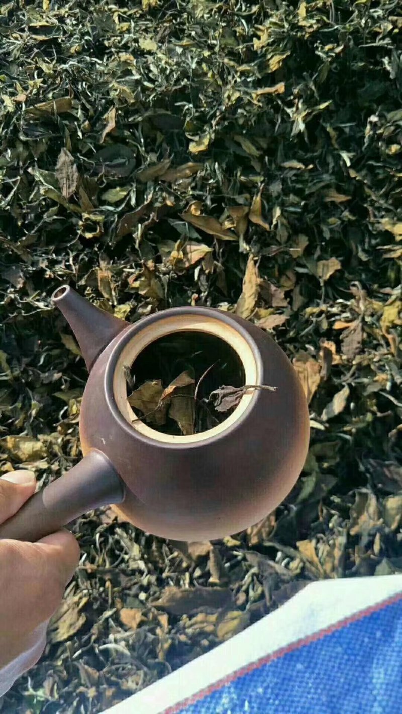 2015年高山生态老白茶