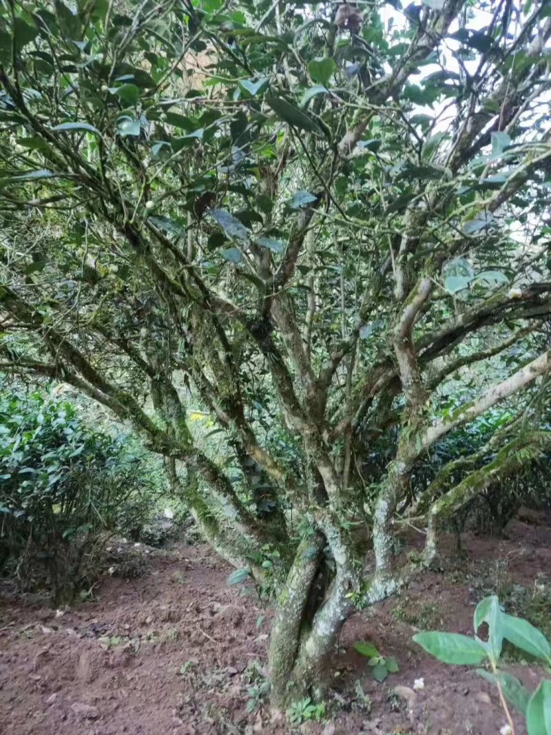 2015年高山生态老白茶