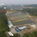 8-10厘米银鳕鱼鱼苗丨淡水鳕鱼苗优选种苗全国发货