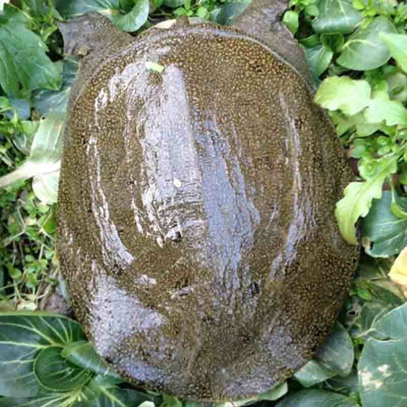 甲鱼
