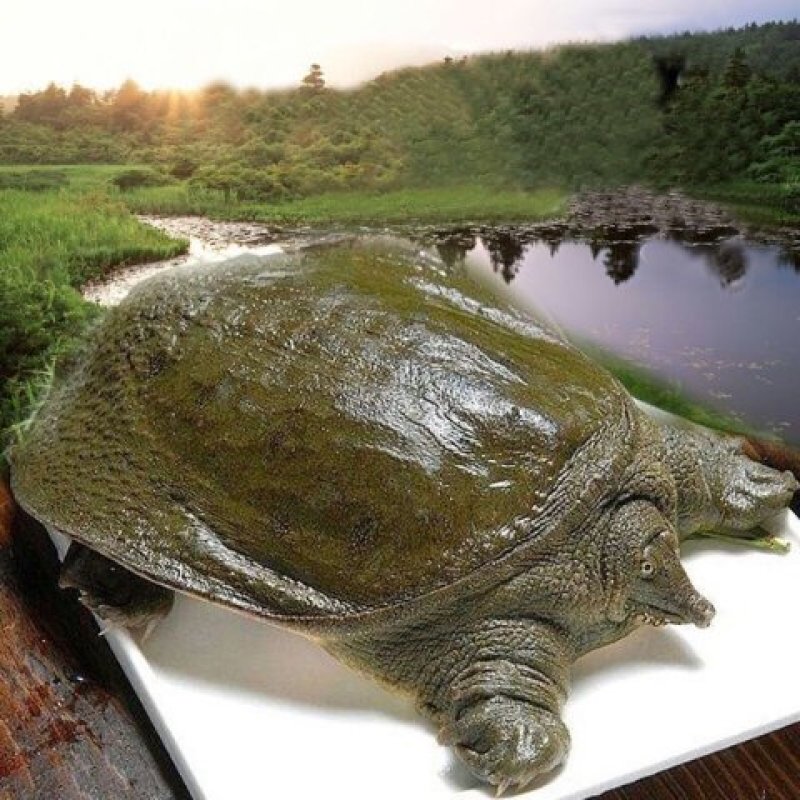 甲鱼