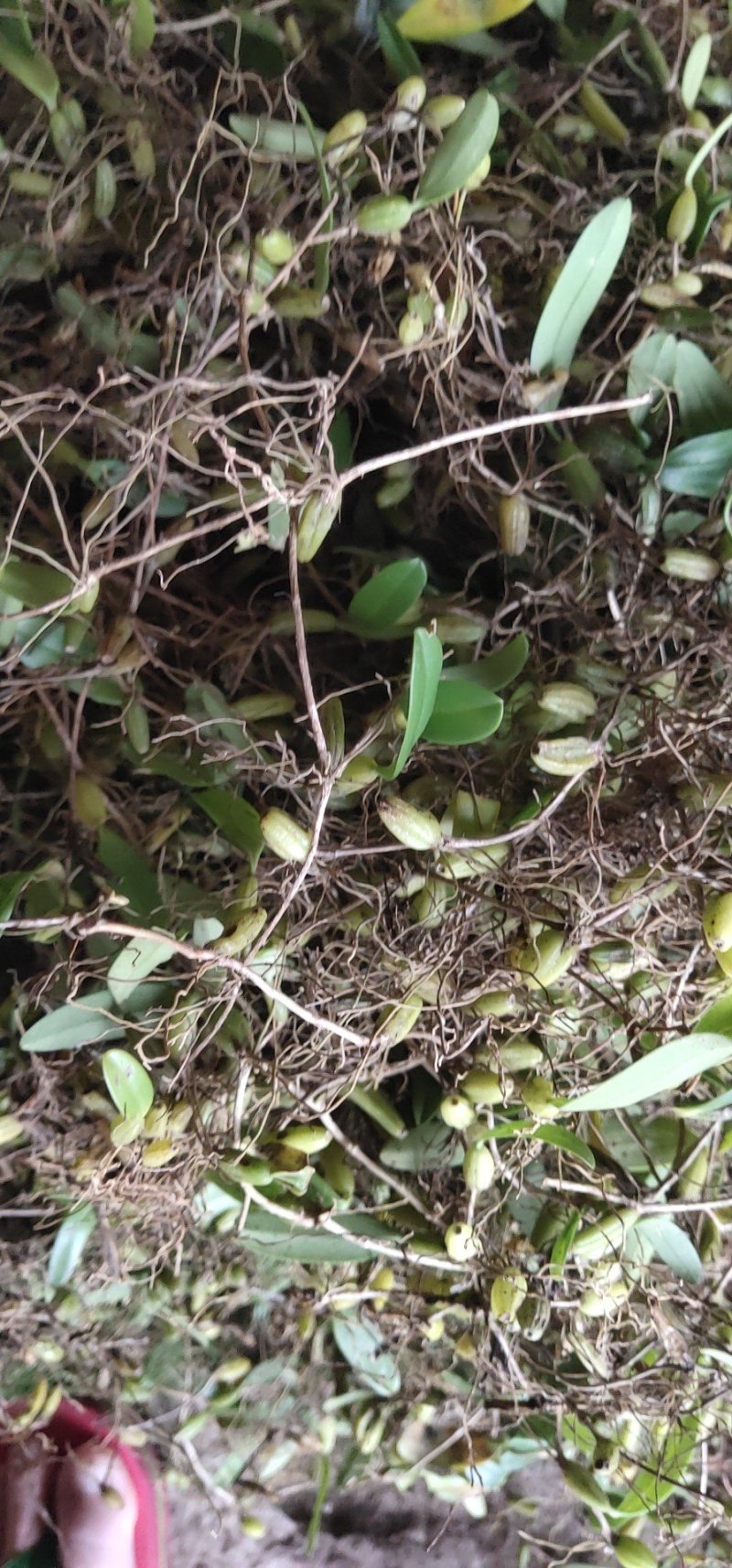 石橄榄