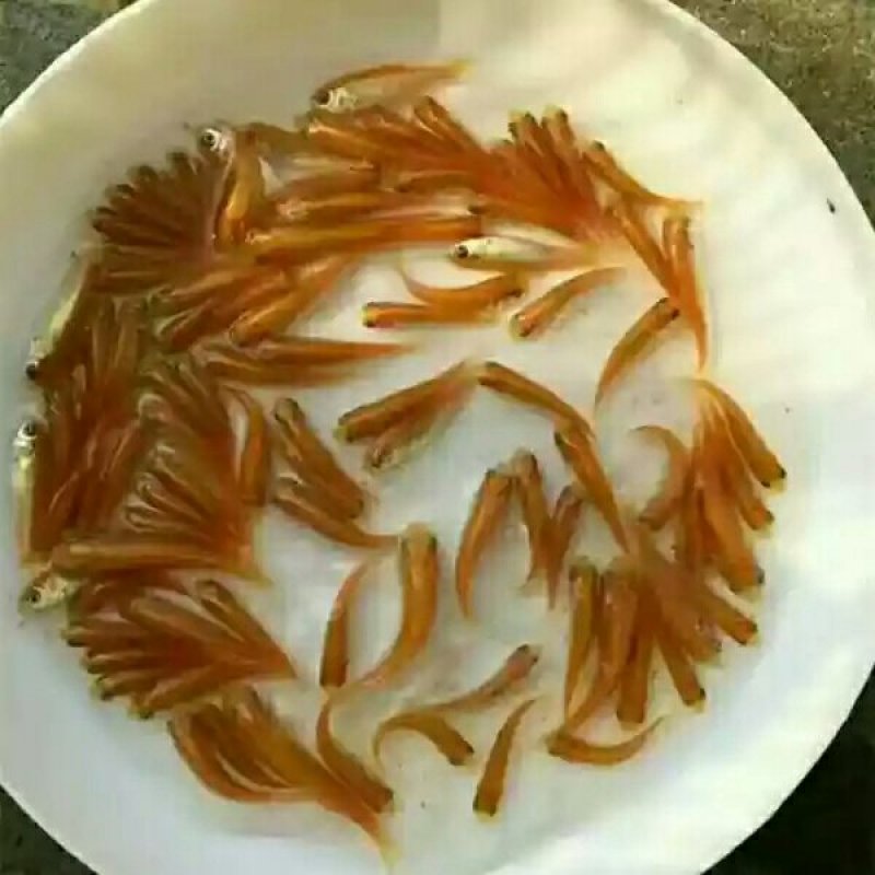 红罗非鱼苗√广东水产红斑苗√彩虹鲷🌟淡水养殖苗包活包