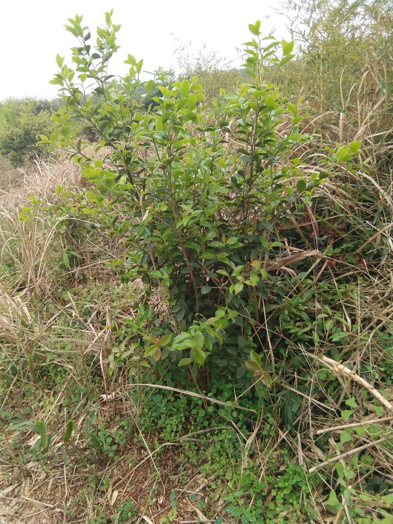 江西野生山茶油