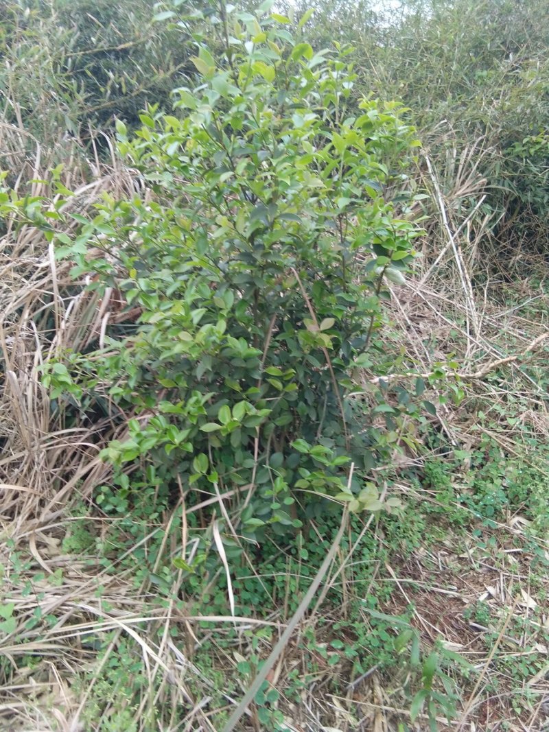 江西野生山茶油