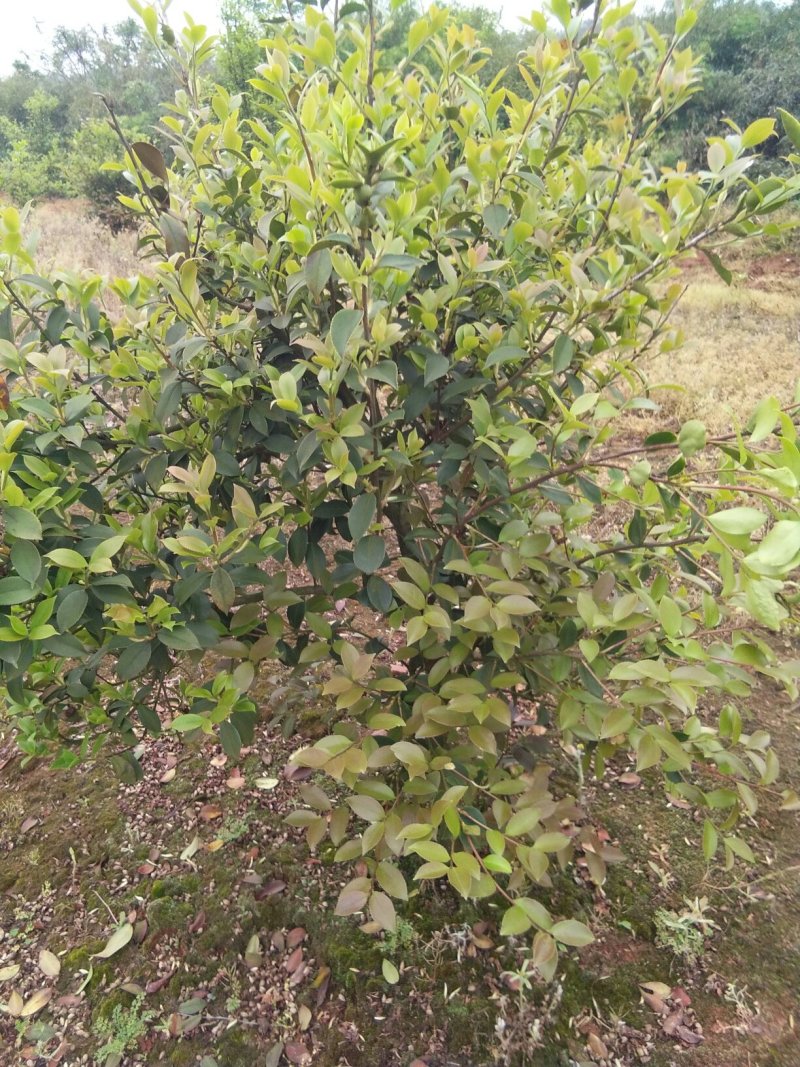 江西野生山茶油