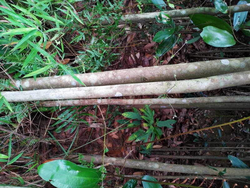 新鲜桂皮，量大，有兴趣，请联系，谢谢