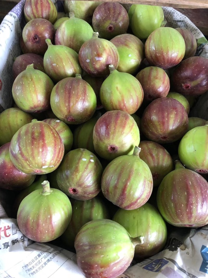新鲜无花果