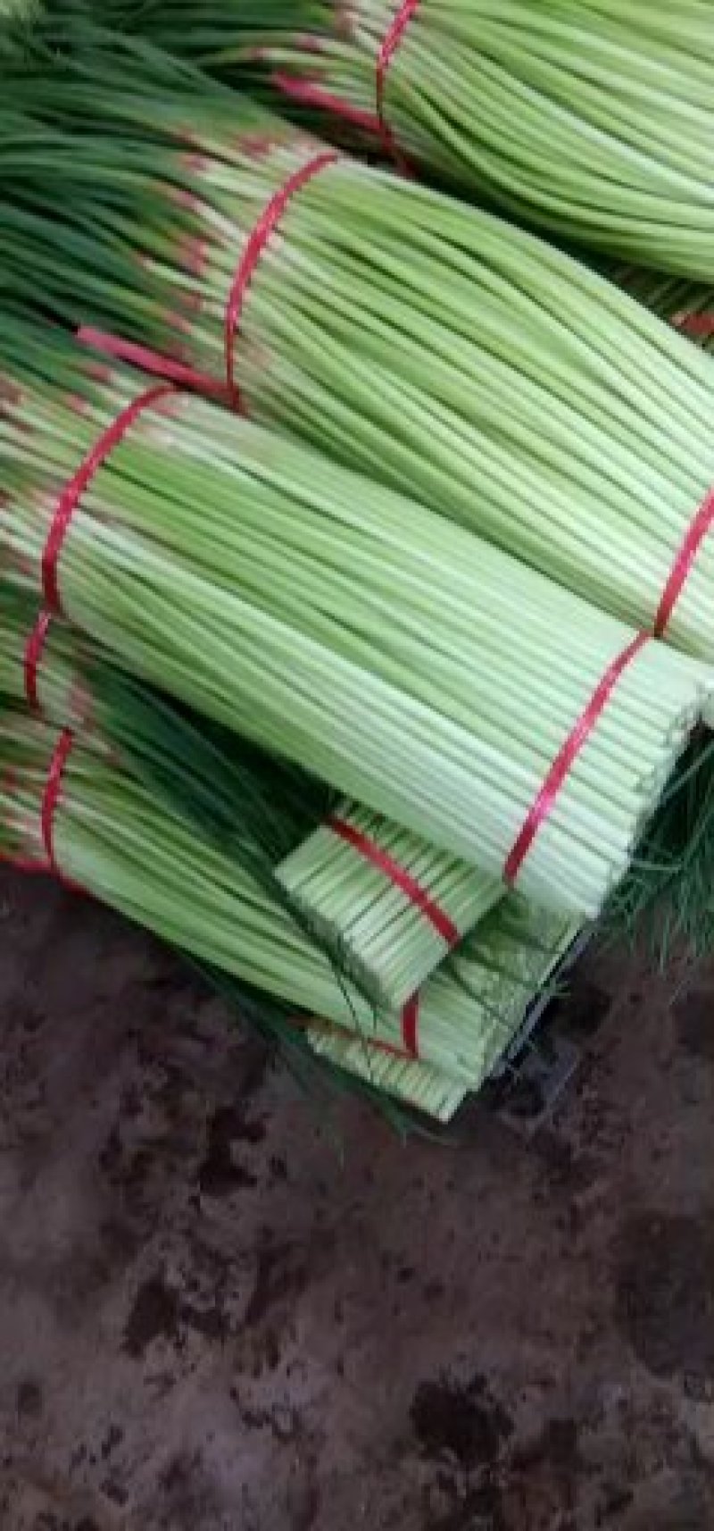 红帽蒜薹（长期供货）手扎蒜薹。各种分装。打包加工。