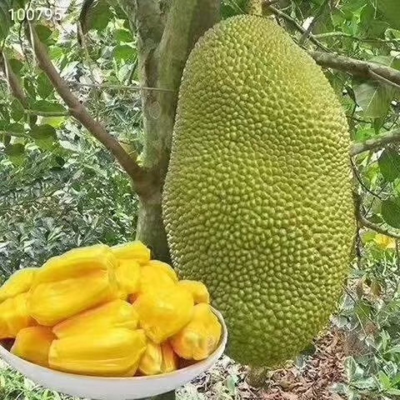 水果王后菠萝蜜