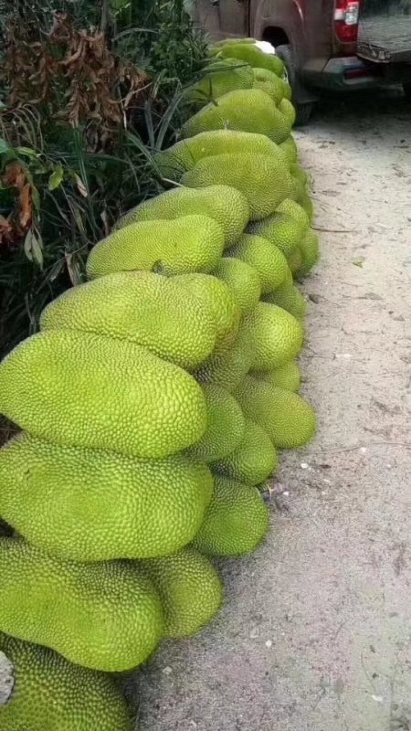 水果王后菠萝蜜