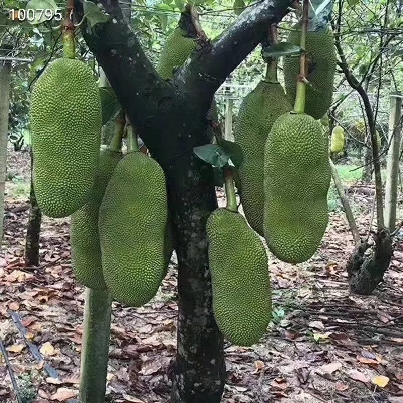 水果王后菠萝蜜