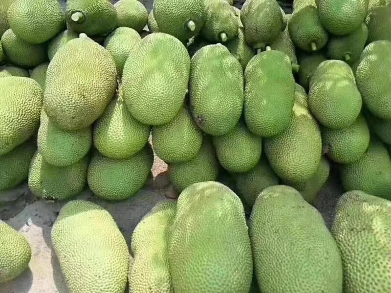 水果王后菠萝蜜