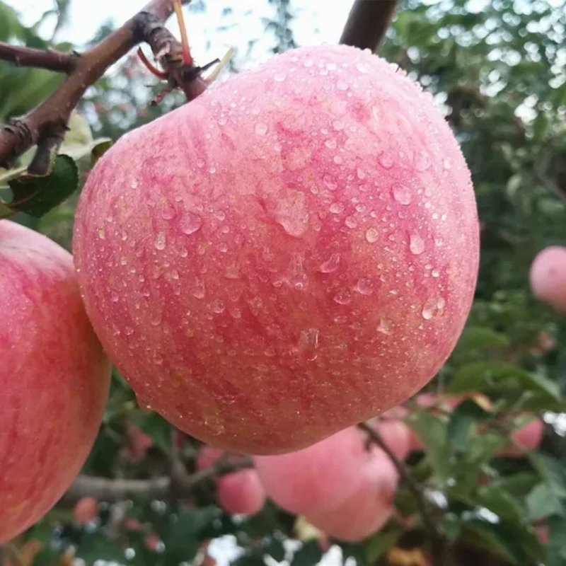 苹果十斤发货