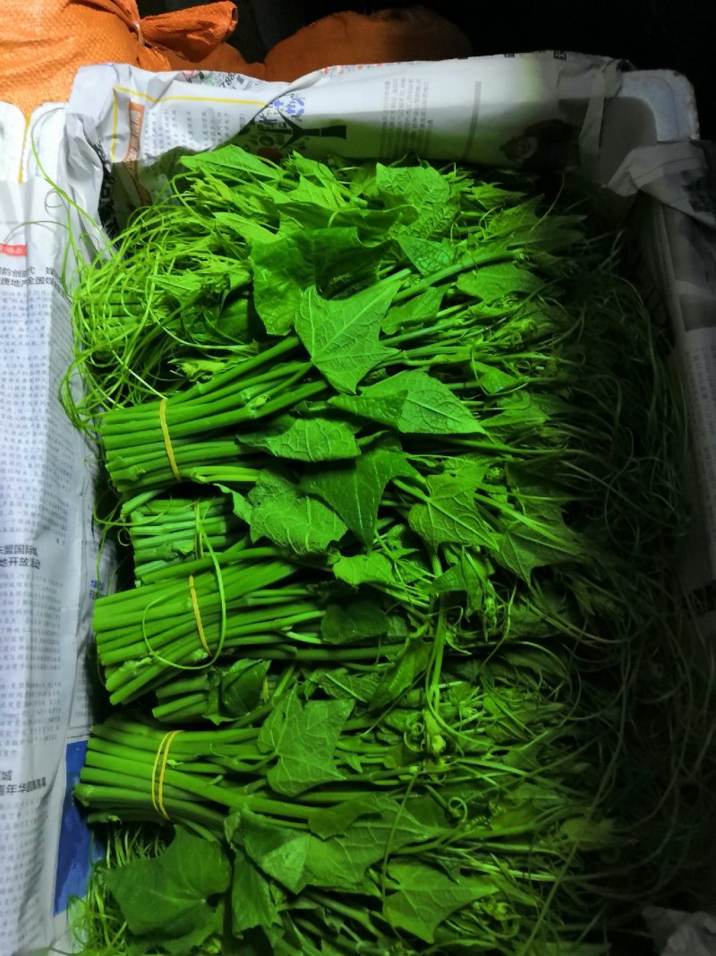 【精品货源】佛手瓜苗龙须菜保质保量直发全国