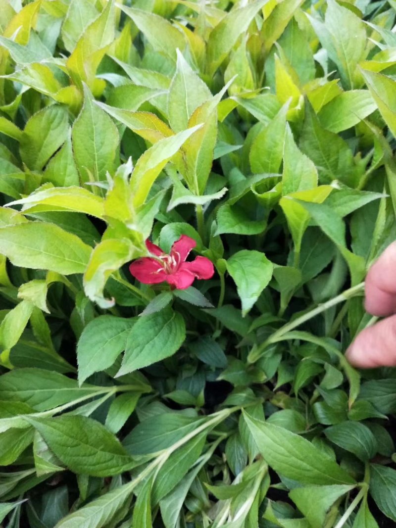 红王子锦带沭阳本地苗地里现起可视频看货选货