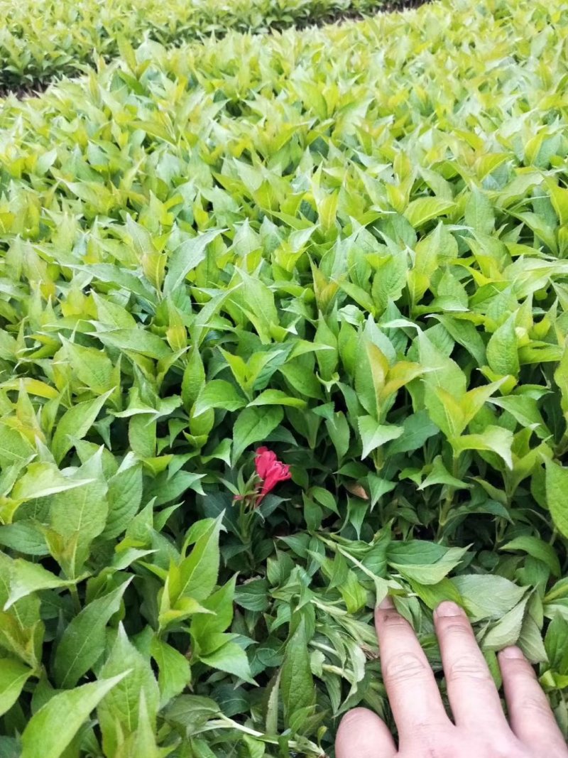 红王子锦带沭阳本地苗地里现起可视频看货选货