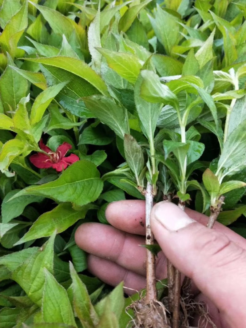 红王子锦带沭阳本地苗地里现起可视频看货选货