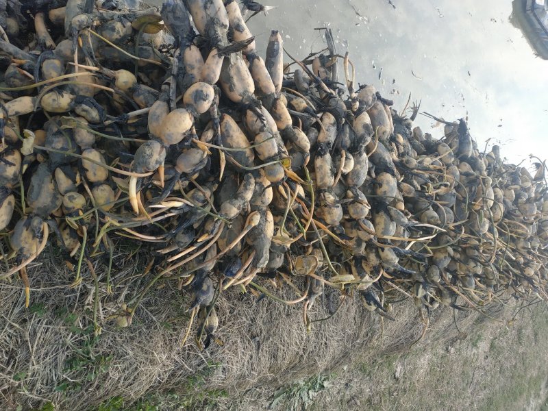 湖北莲藕新35藕苗可以开始预定了，质量保证，量大从优