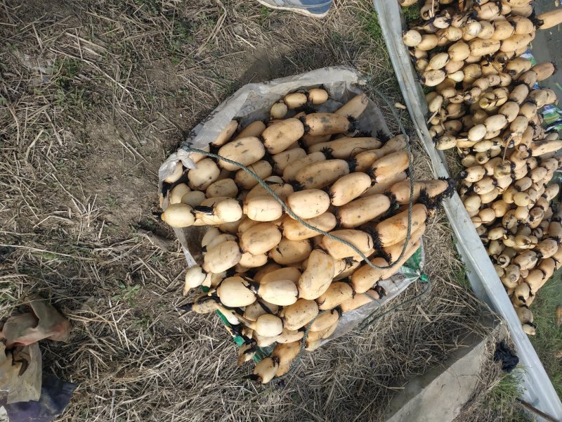 湖北莲藕新35藕苗可以开始预定了，质量保证，量大从优