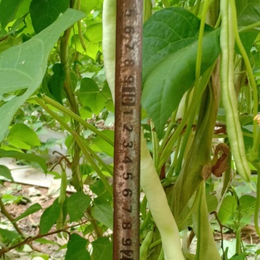芸豆