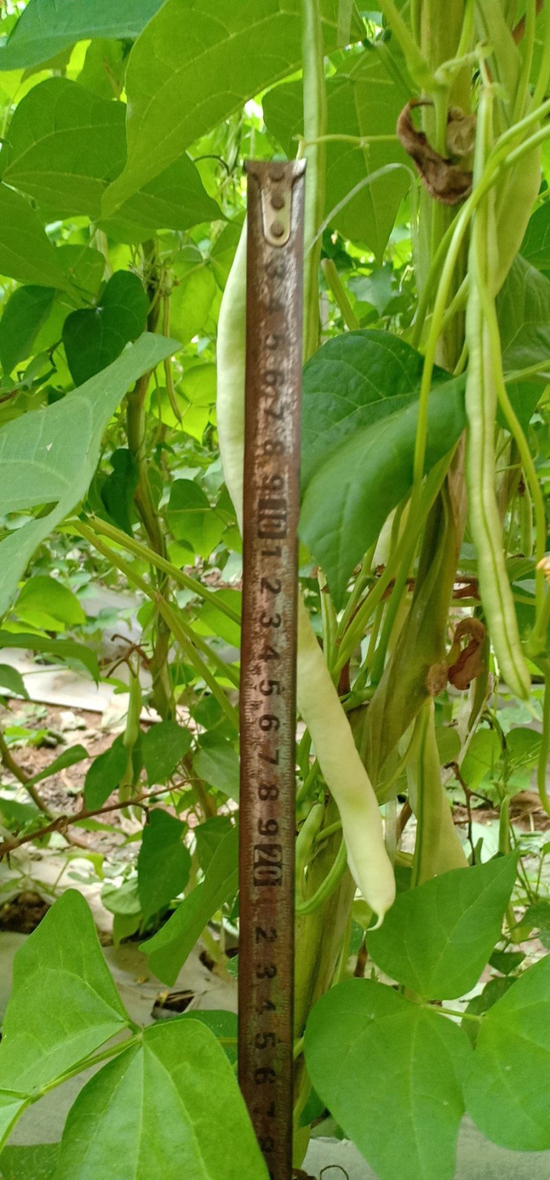 芸豆