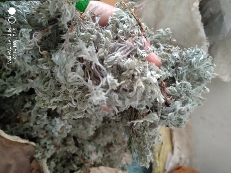 茵陈茶野生二月小苗干货手选够净零售批发一手货源