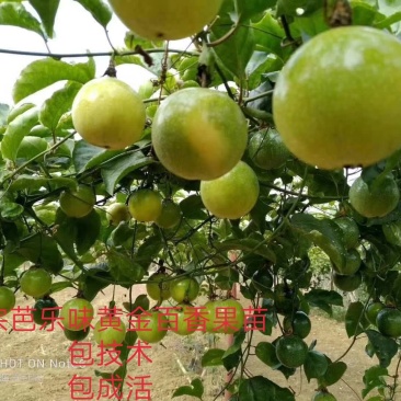纯甜黄金百香果苗芭乐味巴西金霸脱毒嫁接苗高产抗病毒