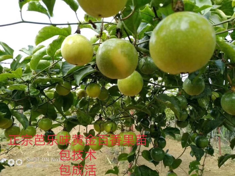 纯甜黄金百香果苗芭乐味巴西金霸脱毒嫁接苗高产抗病毒