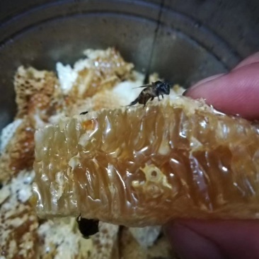 野蜂蜜