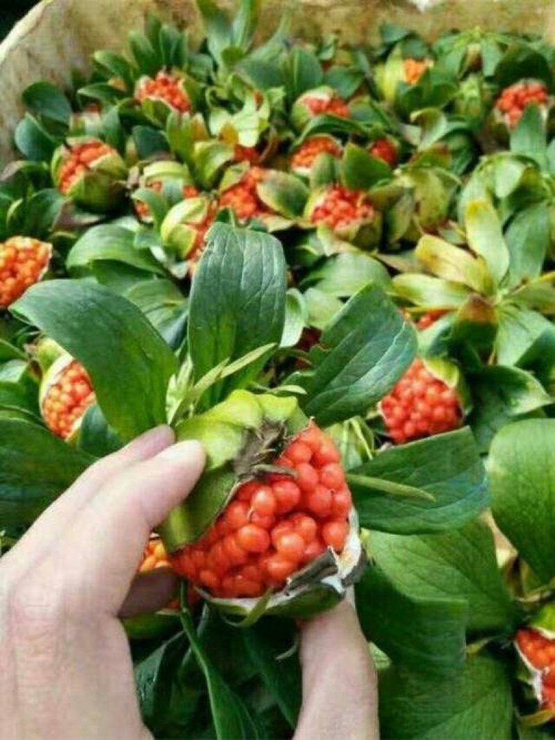 重楼种子，出牙率百分之95货真价实