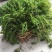 轮叶黑藻草芽、灯笼泡草籽、节节草芽孢
