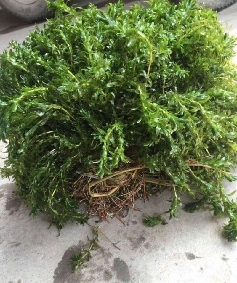 轮叶黑藻草芽、灯笼泡草籽、节节草芽孢
