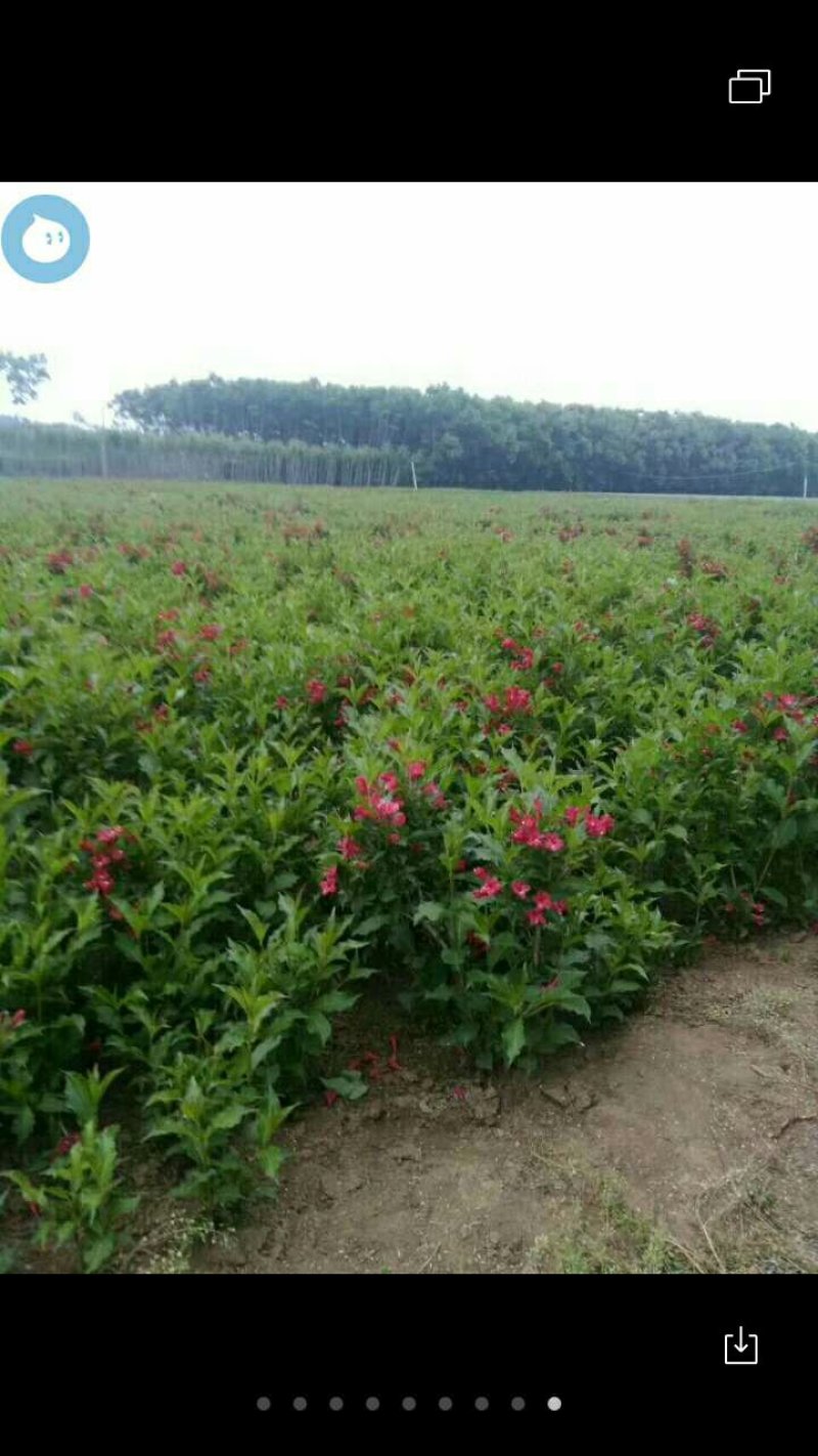 红王子锦带