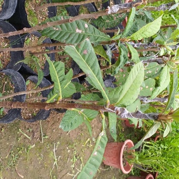 优质枇杷苗